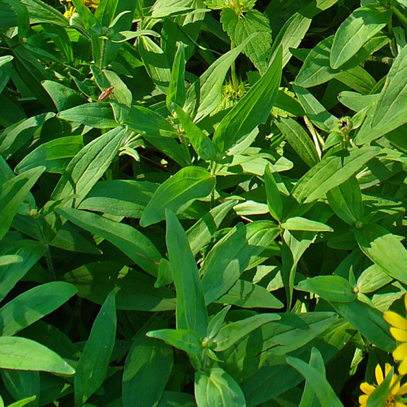 Lännenarnikki - Arnica chamissonis (Lehvistö)