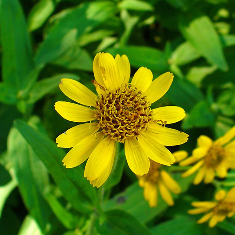 Lännenarnikki - Arnica chamissonis (Kukinta)