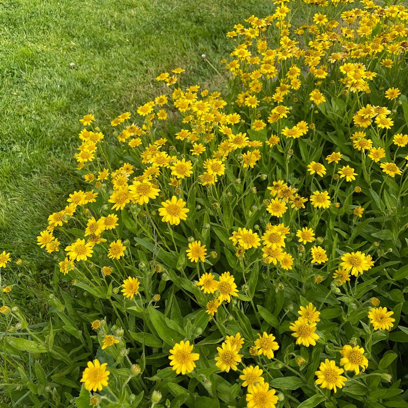 Lännenarnikki - Arnica chamissonis (Kasvutapa)
