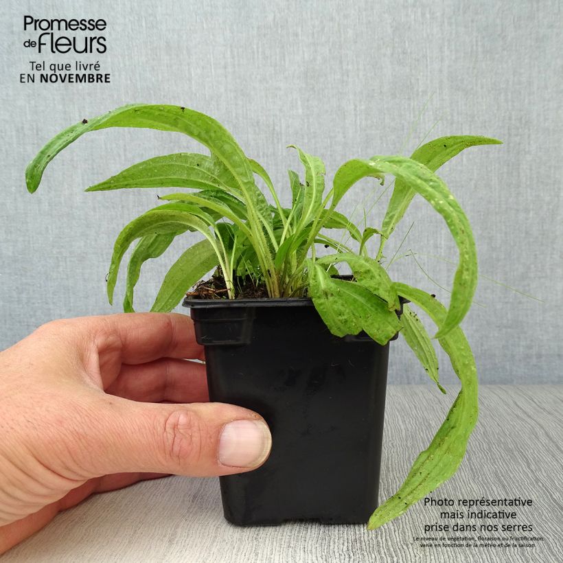 Esimerkki syksyllä toimitetusta Etelänarnikki luomu - Arnica montana 7/8 cm taimiruukku-taimesta