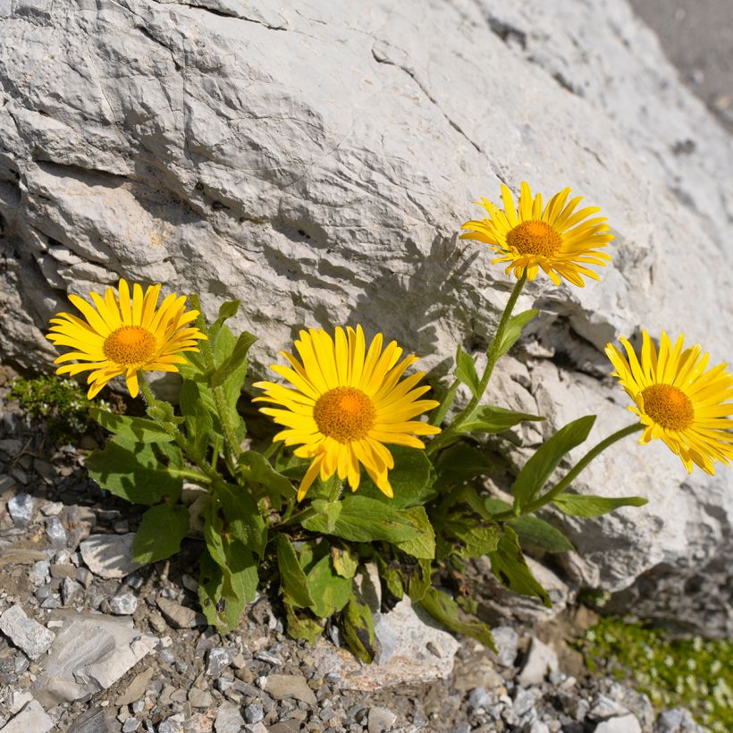 Etelänarnikki luomu - Arnica montana (Kasvutapa)