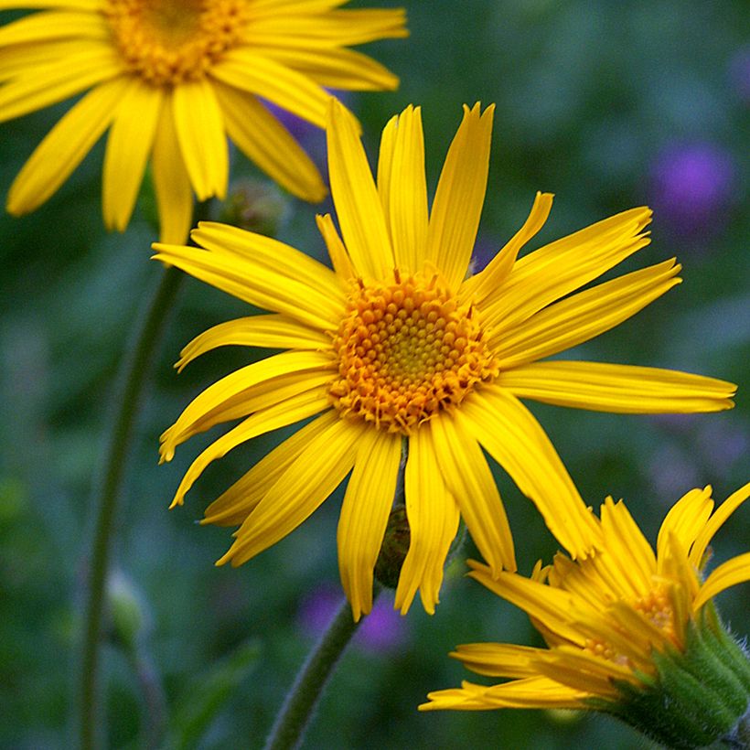 Etelänarnikki luomu (siemenet) - Arnica montana (Kukinta)