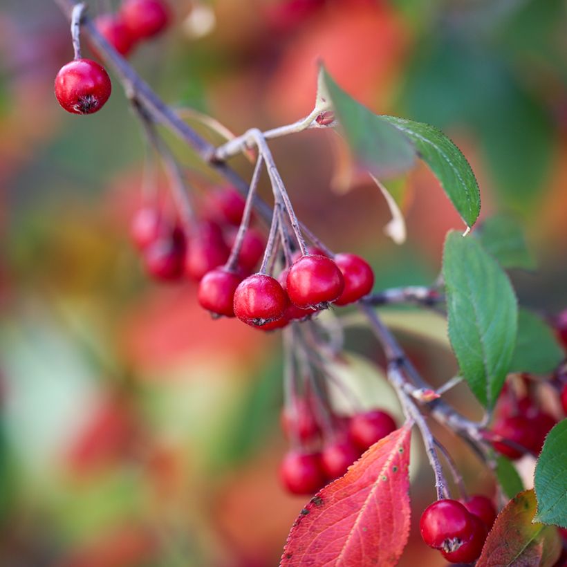 Puna-aronia Brilliant (Sadonkorjuu)