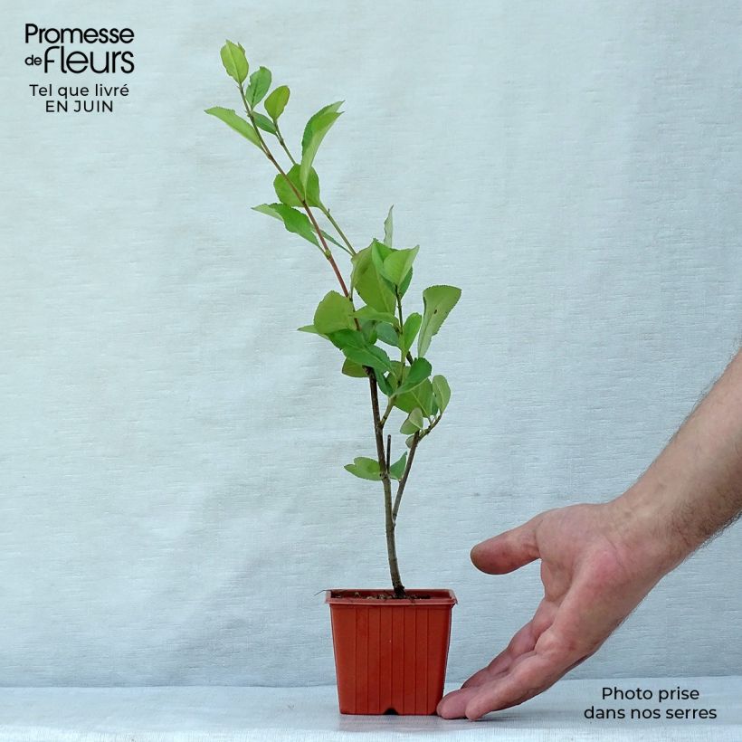 Esimerkki kesällä toimitetusta Puna-aronia Brilliant Taimiruukku 8/9 cm-taimesta
