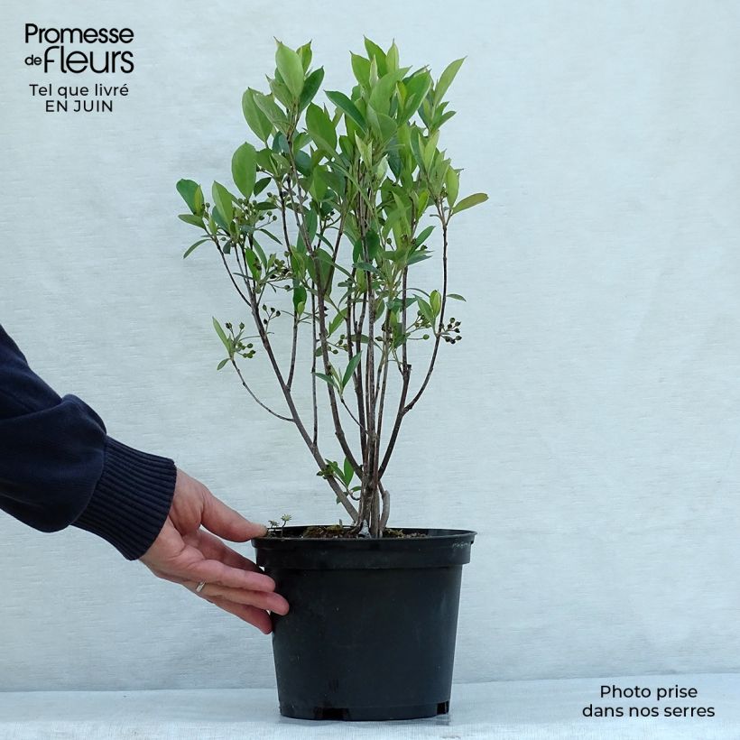 Esimerkki kesällä toimitetusta Puna-aronia Brilliant Ruukku 2L / 3L-taimesta
