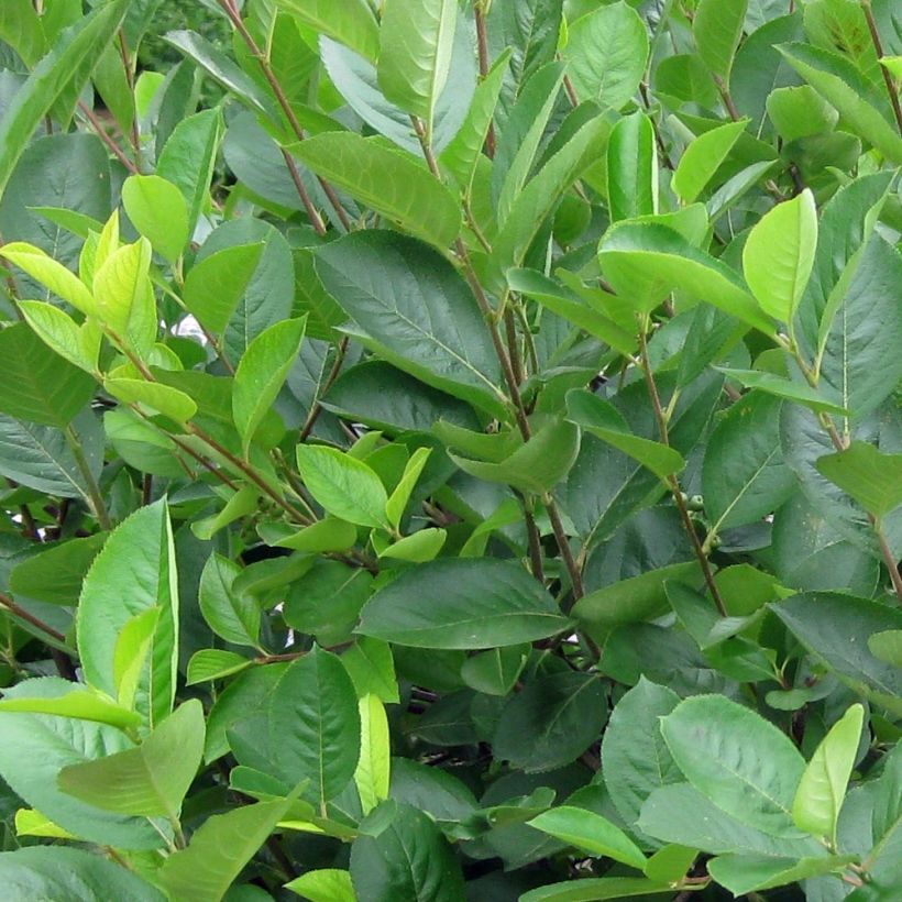 Musta-aronia - Aronia melanocarpa (Lehvistö)