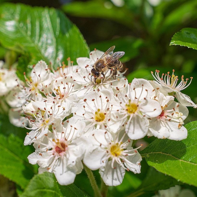 Musta-aronia - Aronia melanocarpa (Kukinta)