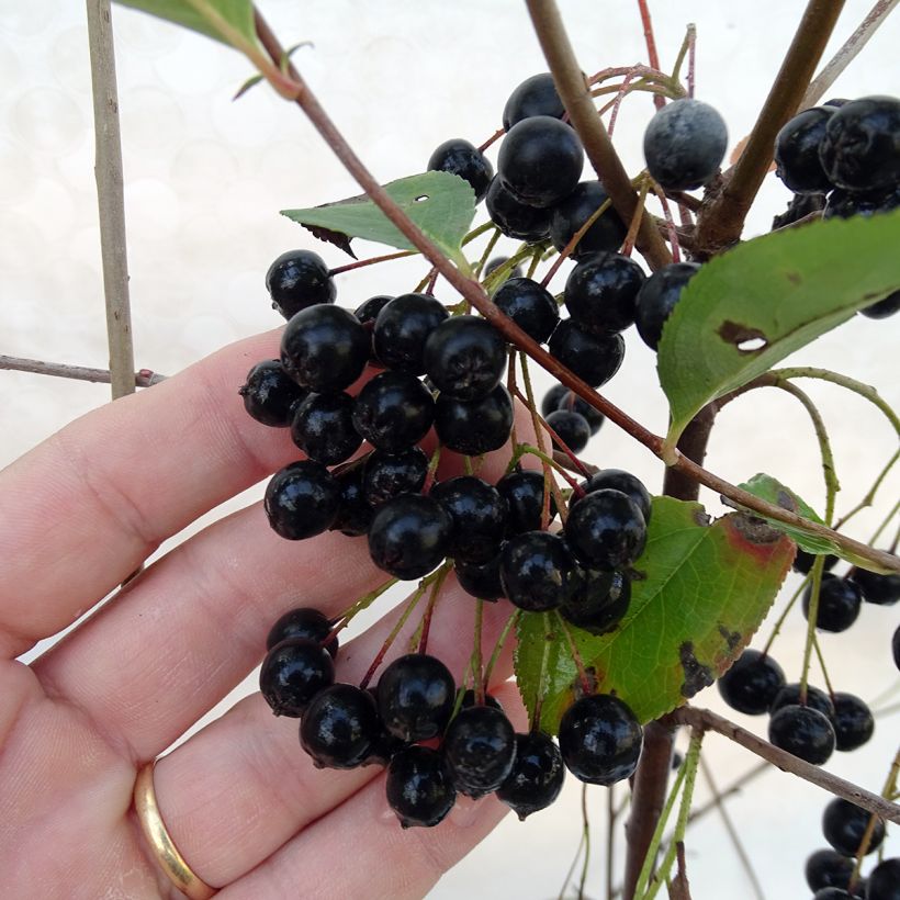 Musta-aronia Autumn Magic (Sadonkorjuu)