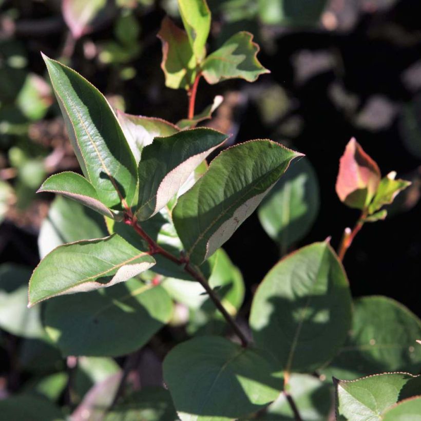 Musta-aronia Autumn Magic (Lehvistö)