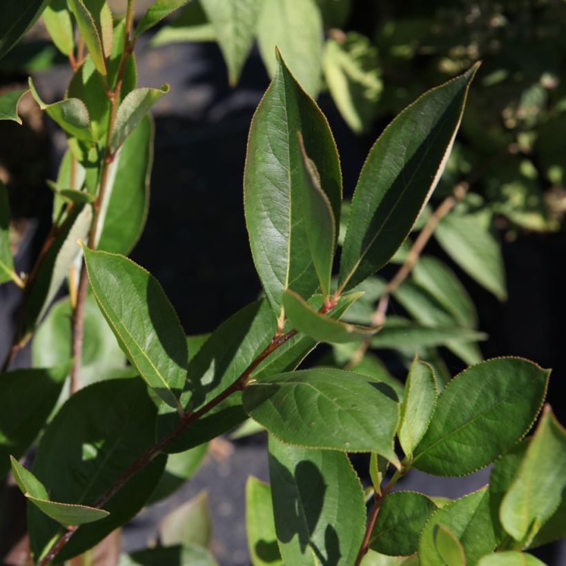 Musta-aronia Hugin (Lehvistö)