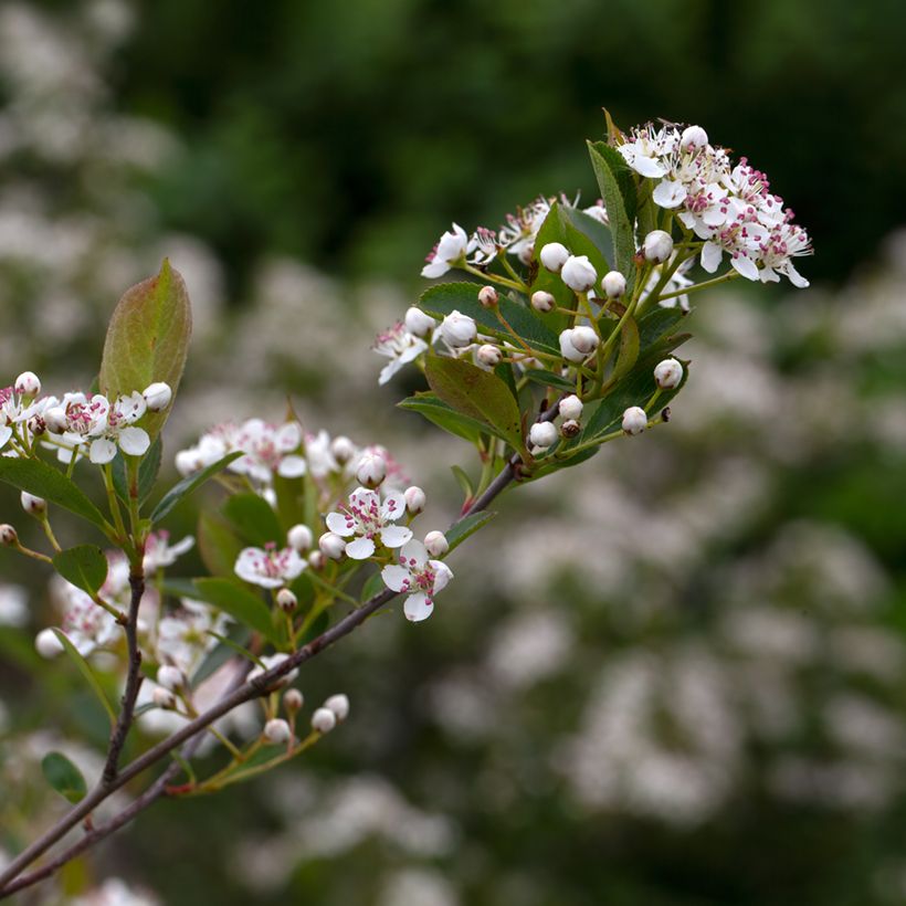 Musta-aronia Hugin (Kukinta)