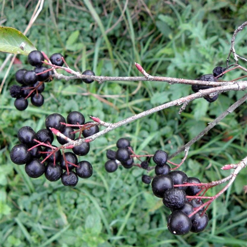 Musta-aronia Professor Ed (Sadonkorjuu)