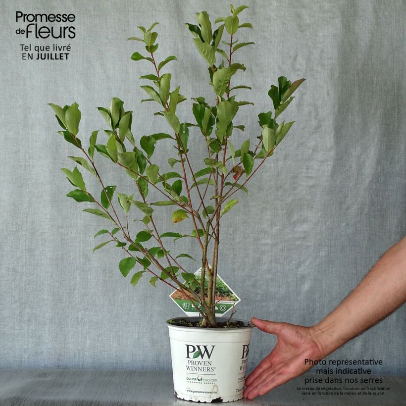 Esimerkki kesällä toimitetusta Musta-aronia Revontuli Hedger Pot de 3L/4L-taimesta