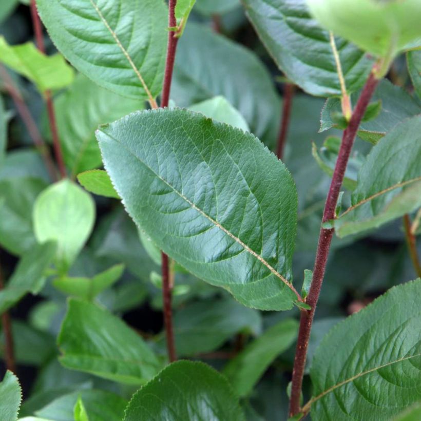 Koristearonia Aron (Lehvistö)