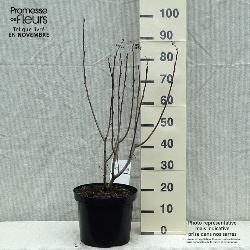 Esimerkki syksyllä toimitetusta Koristearonia Aron 7,5 litran / 10 litran ruukku-taimesta