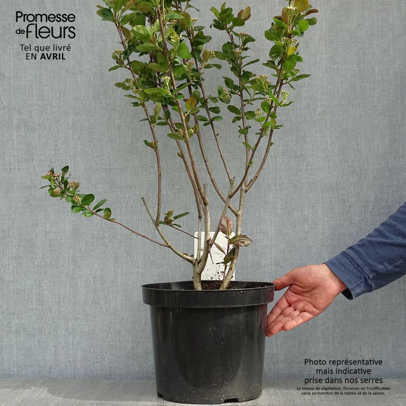 Esimerkki keväällä toimitetusta Koristearonia Aron Ruukku 7,5L / 10L-taimesta