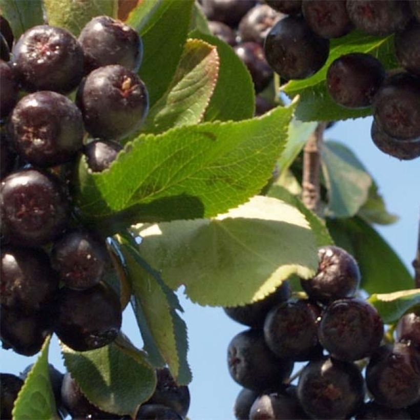 Koristearonia Nero (Lehvistö)