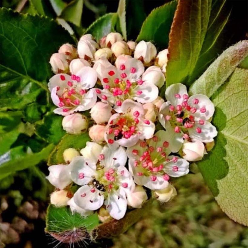 Koristearonia Nero (Kukinta)