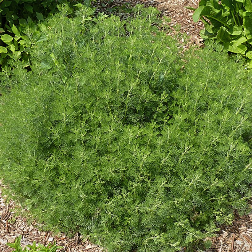Aaprottimaruna - Artemisia abrotanum (Kasvutapa)