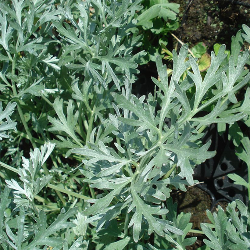 Koiruoho Lambrook Silver (Lehvistö)