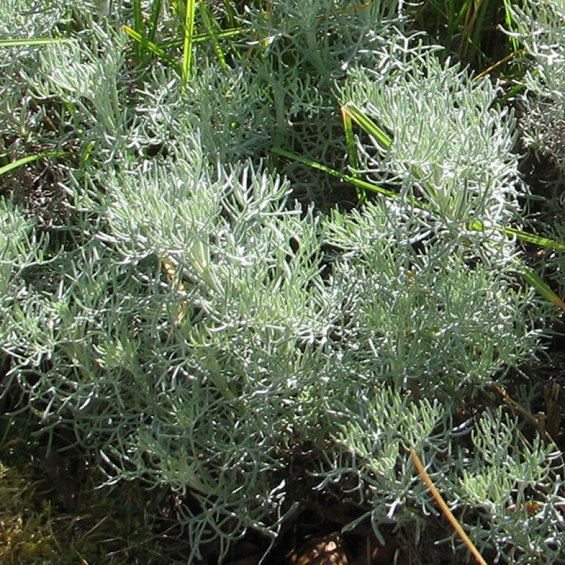 Maruna Canescens (Lehvistö)