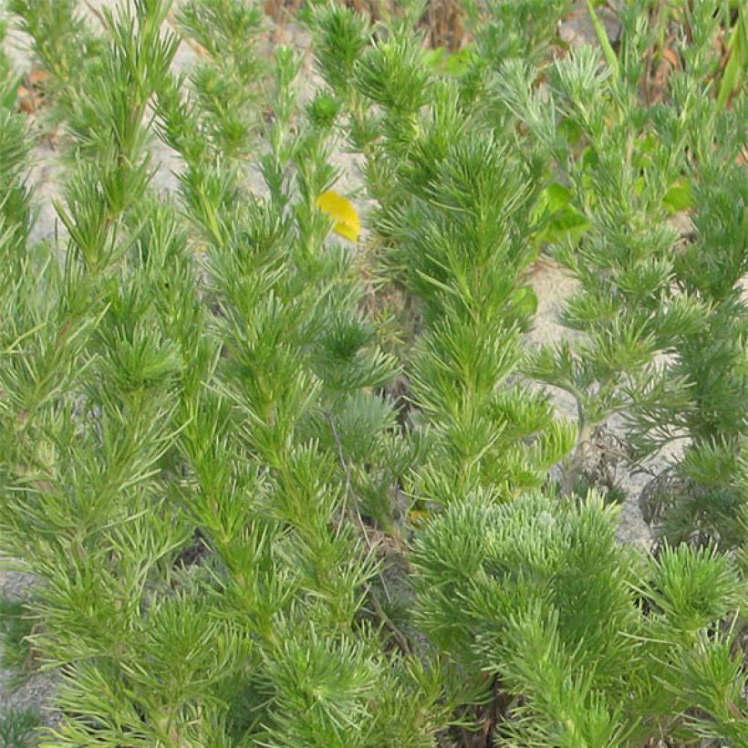 Maruna - Artemisia capillaris (Lehvistö)