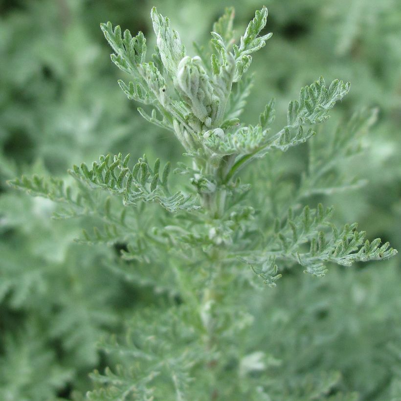 Silkkimaruna - Artemisia pontica (Lehvistö)