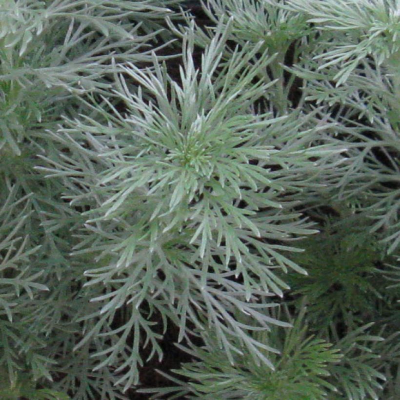 Ohotanmaruna Nana (Lehvistö)
