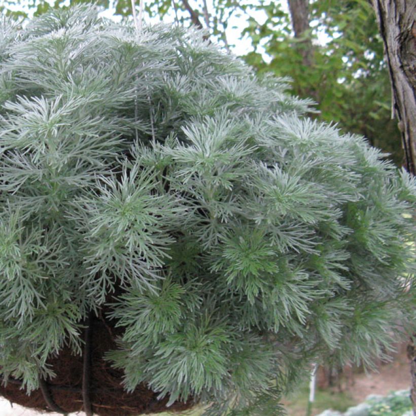 Ohotanmaruna Nana (Kasvutapa)