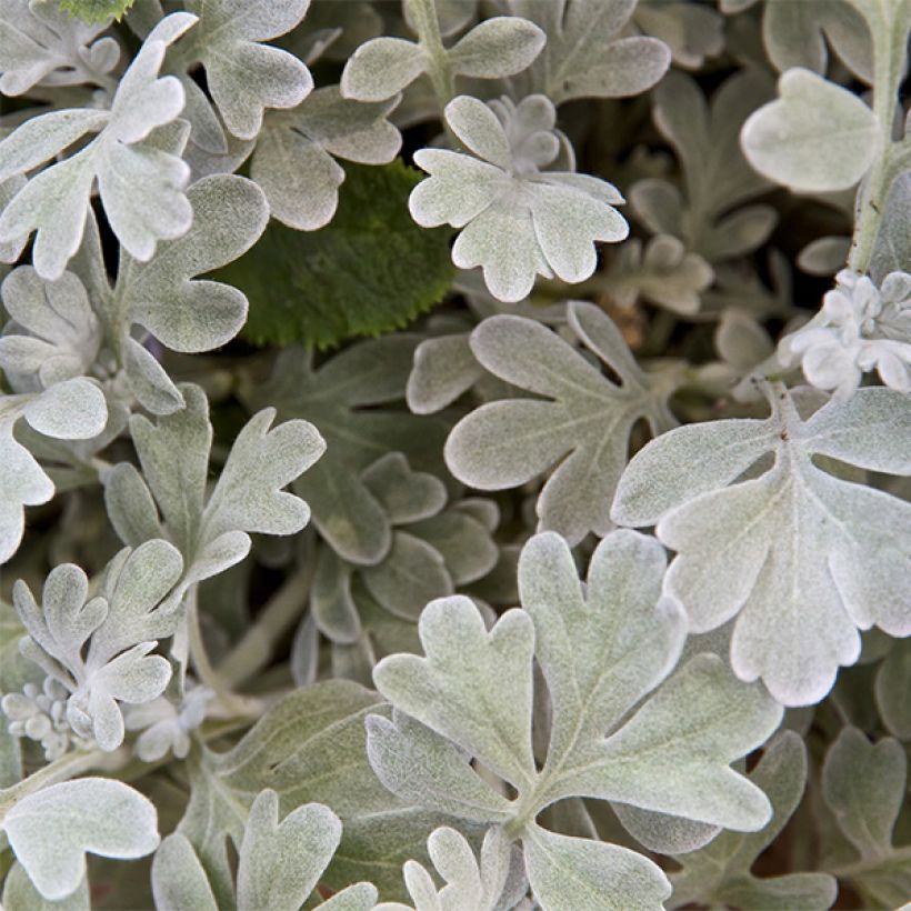 Hiekkamaruna Boughton Silver (Kukinta)