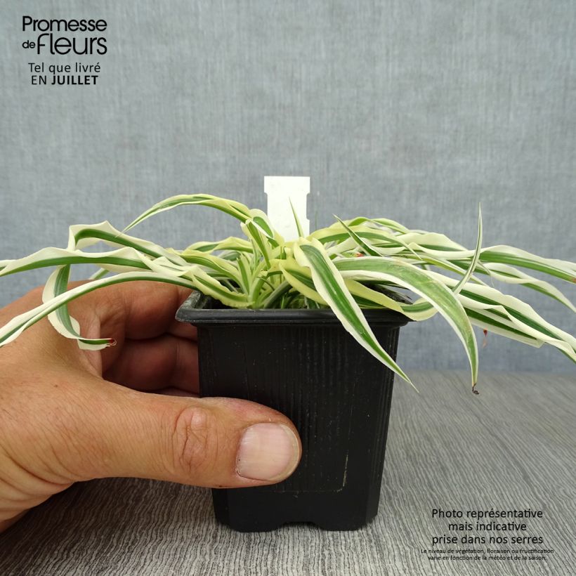 Esimerkki kesällä toimitetusta Arthropodium candidum Little Lilia Godet de 8/9 cm-taimesta