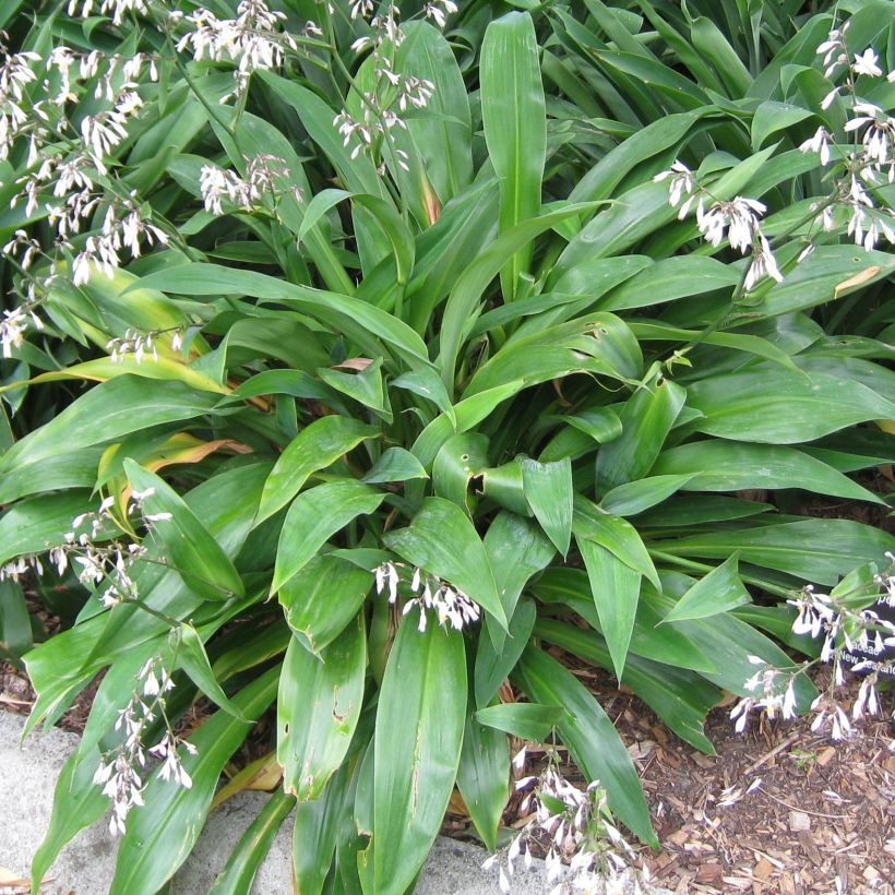 Arthropodium cirrhatum (Lehvistö)