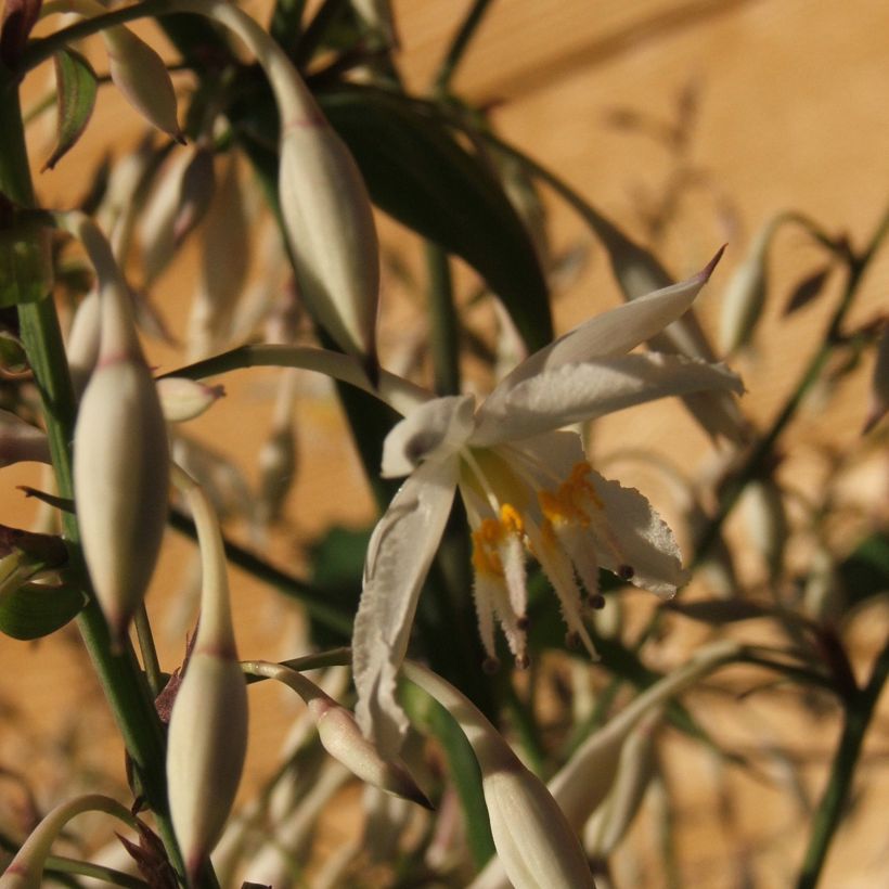 Arthropodium cirrhatum (Kukinta)