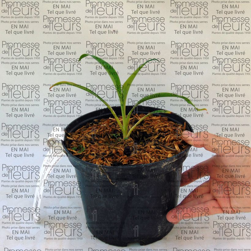 Esimerkki toimitetusta Arthropodium cirrhatum Ruukku 2L / 3L-taimesta