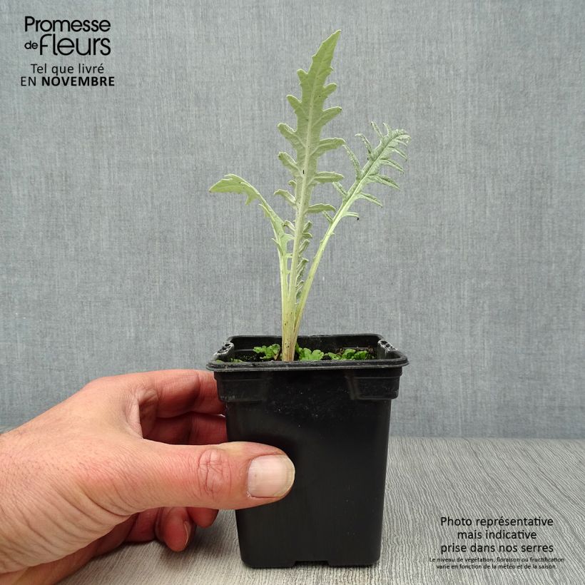 Esimerkki syksyllä toimitetusta Latva-artisokka Violet de Provence 7/8 cm taimiruukku-taimesta