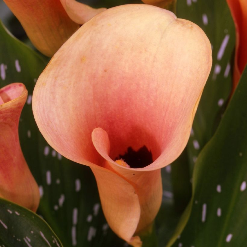 Kalla Auckland (Flowering)
