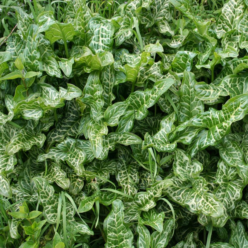 Vaaleamunkinhuppu - Arum italicum (Foliage)