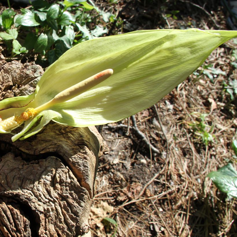 Vaaleamunkinhuppu - Arum italicum (Flowering)