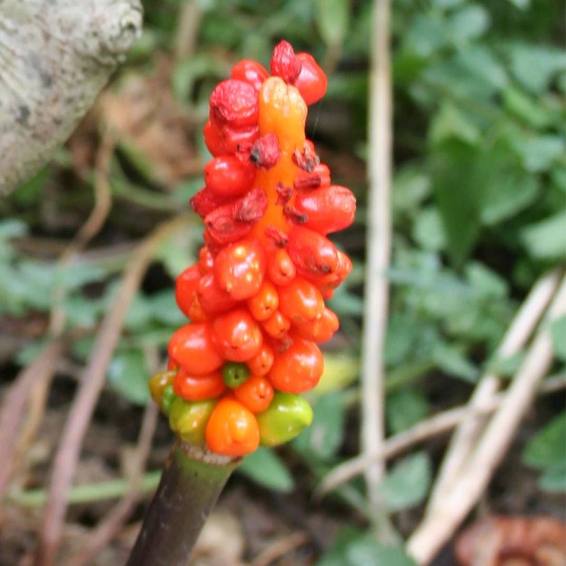 Vaaleamunkinhuppu - Arum italicum (Harvest)