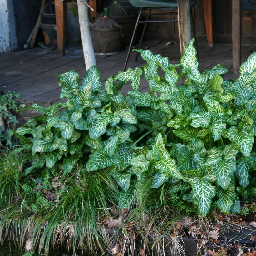 Vaaleamunkinhuppu - Arum italicum (Plant habit)