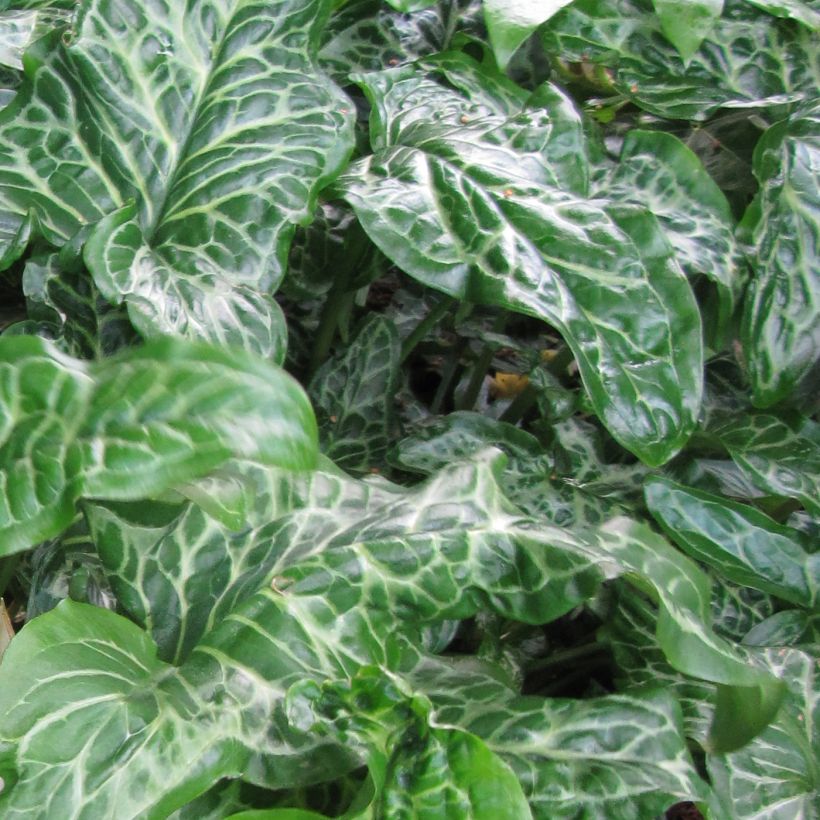Vaaleamunkinhuppu Marmoratum (Foliage)