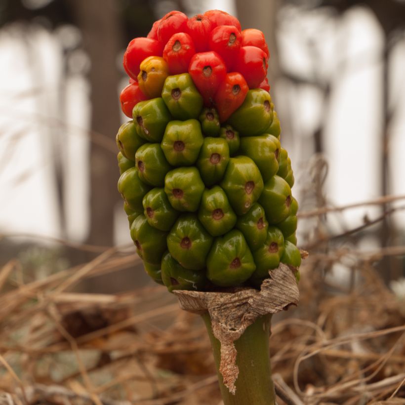 Vaaleamunkinhuppu Marmoratum (Harvest)