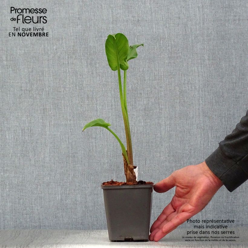 Esimerkki syksyllä toimitetusta Valkohuonevehka - Zantedeschia aethiopica 8/9 cm taimiruukku-taimesta