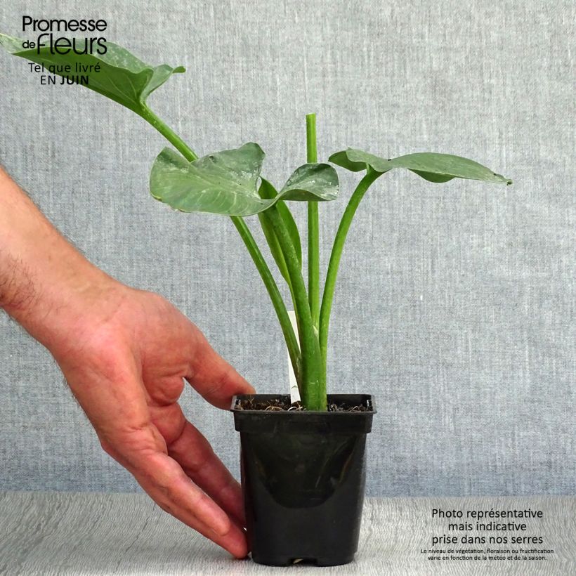 Esimerkki kesällä toimitetusta Valkohuonevehka - Zantedeschia aethiopica Taimiruukku 8/9 cm-taimesta