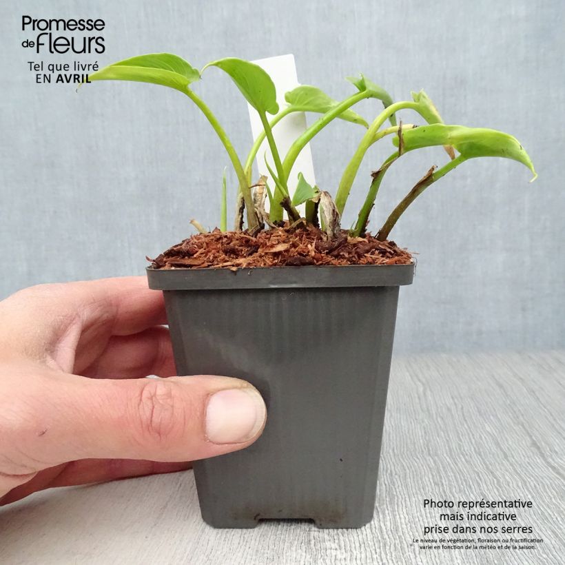 Example of Valkohuonevehka - Zantedeschia aethiopica Godet de 8/9 cm as you get in printemps