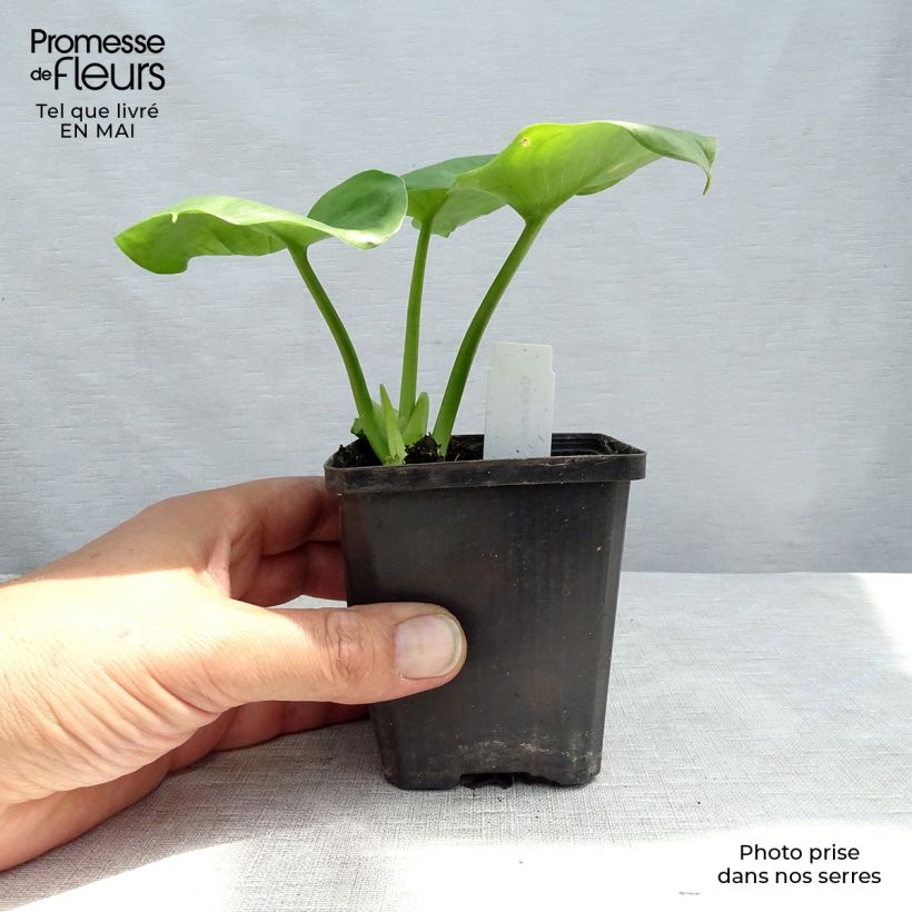 Example of Suovehka - Calla palustris Godet de 8/9 cm as you get in printemps
