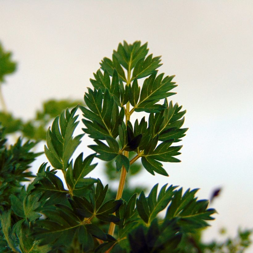 Pikkutöyhtöangervo - Aruncus aethusifolius (Lehvistö)