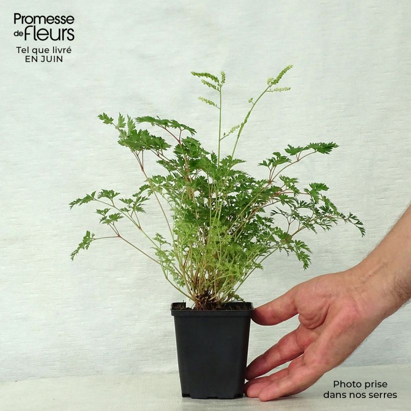 Esimerkki kesällä toimitetusta Pikkutöyhtöangervo - Aruncus aethusifolius Godet de 8/9 cm-taimesta