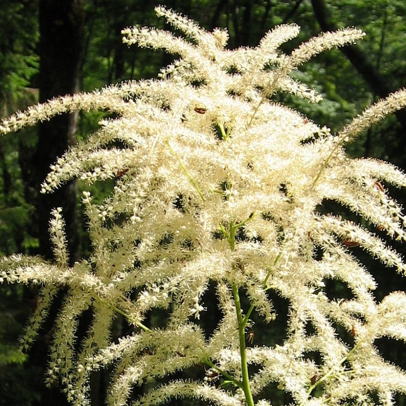 Isotöyhtöangervo var. kamtschaticus (Kukinta)