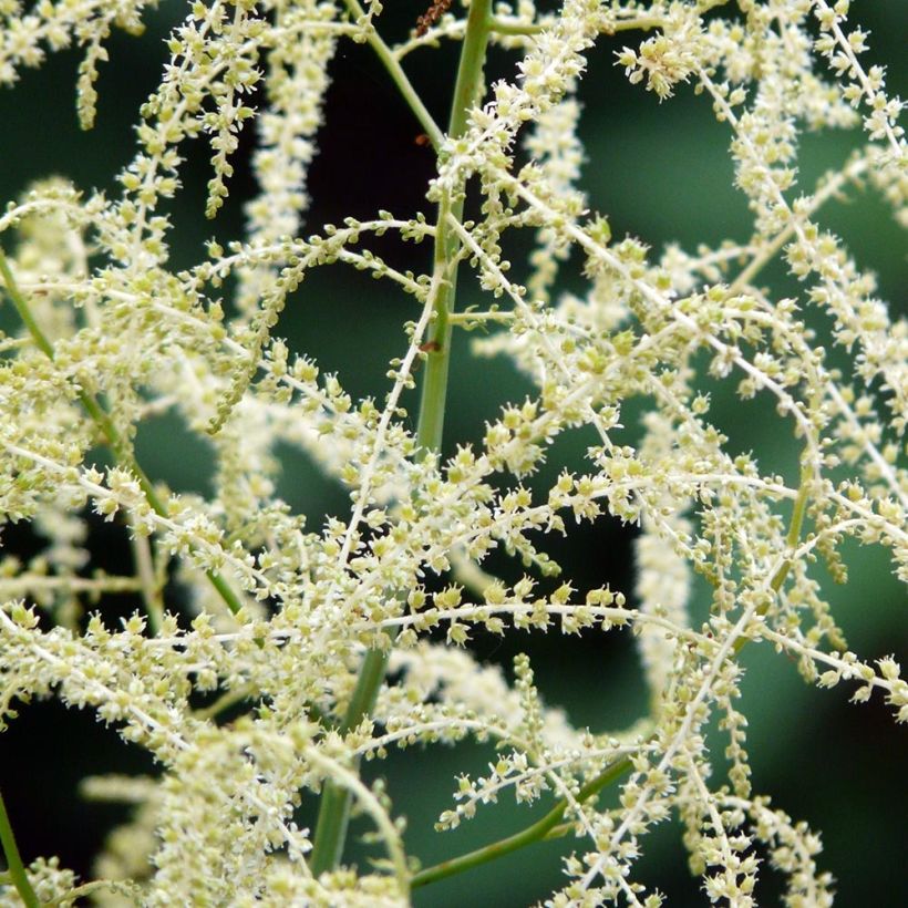 Pikkutöyhtöangervo Misty Lace (Kukinta)